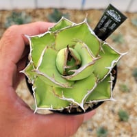 アガベ　リップルエフェクト　② アガベ・リップルエフェクト】Agave salmiana ver.felox Ripple