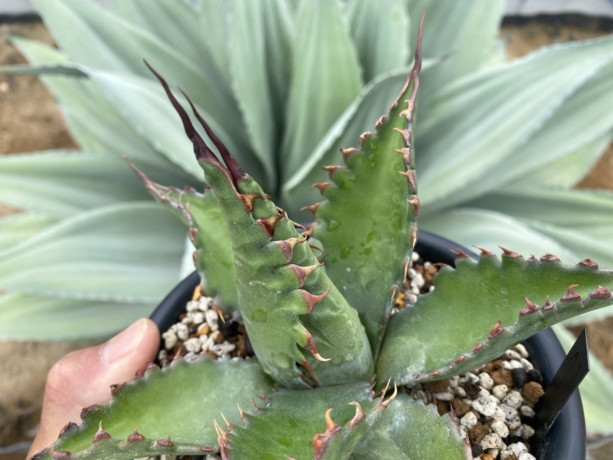 アガベ　ジェントリー　特大❗ アガベ ジェントリー ジョーズ agave gentryi 