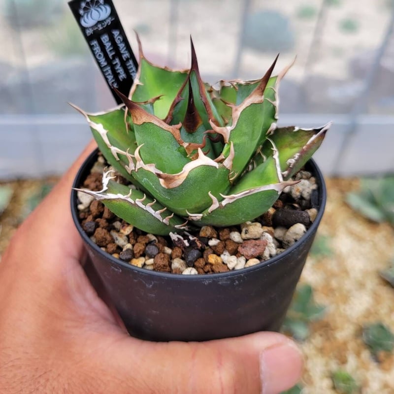 【超美株】アガベ　チタノタ　ボールタイプ agave titanota アガベ・チタノタ白鯨（ボールタイプ）中-064｜agave titanota