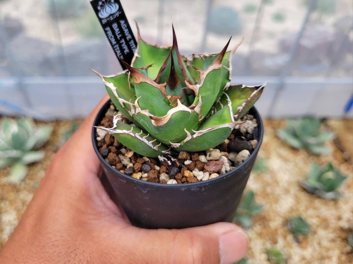 agave titanota ball type from italy | カトーエンゲー