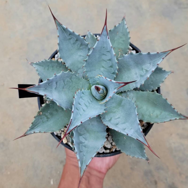 アガベ モンタナ アガベ モンタナ Agave Montana 2 | Mellow Yard