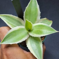 パリー JC シャドー agave parryi ‘j.c.’s shadow’ Agave parryi 'J.C.'s Shadow' 204 - メルカリ