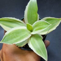 agave parryi 'j.c.'s shadow' | カトーエンゲー