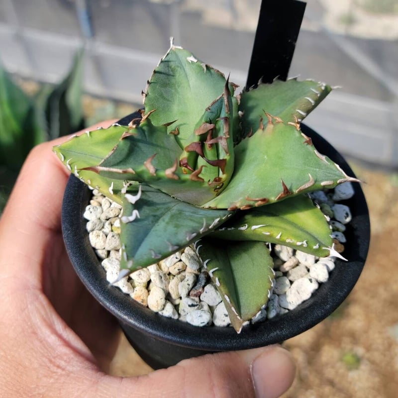 趣 agave titanota sunburst | カトーエンゲー
