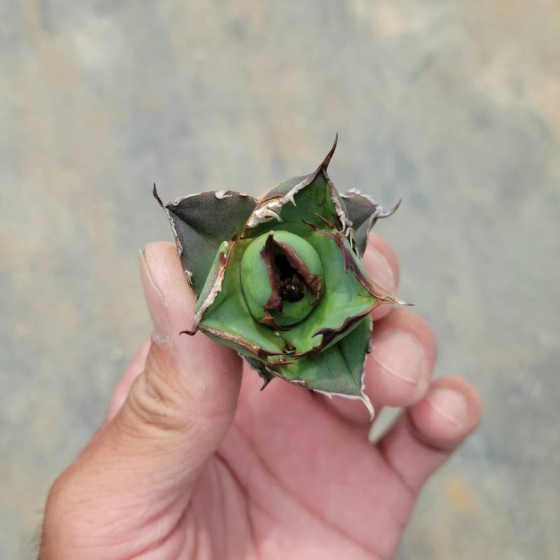 アガベ チタノタ ボールタイプ② | カトーエンゲー