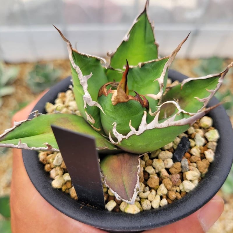 アガベ Agave FO-07 agave fo-76 | カトーエンゲー