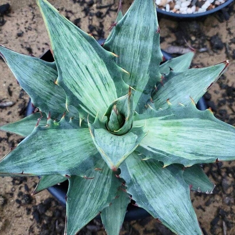 アガベ SkMoLe AGAVE | F.T.W Tokyo