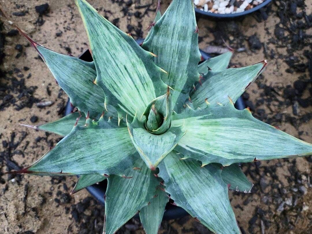 m*a様 アガベ スノーフォール アガベ デザーティ ・シンプレックス ' スノーデビル ' Agave