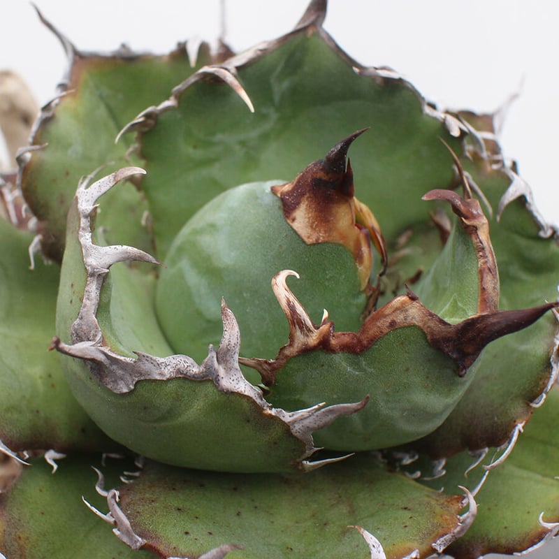K*O様 B1 アガベ チタノタ　白鯨 アガベ チタノタ 白鯨 Agave titanota White whale NO.1 | m