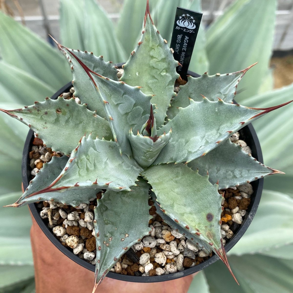 【19】アガベ モンタナ 大きめ!! アガベモンタナビッグスカイ | カトーエンゲー