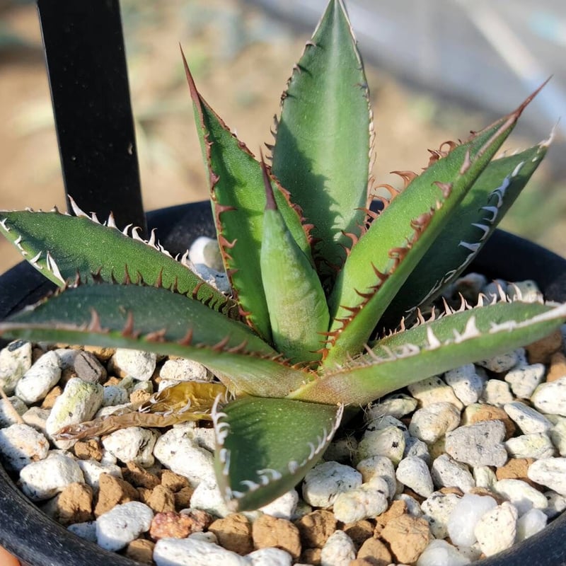 趣 agave horrida dwarf | カトーエンゲー