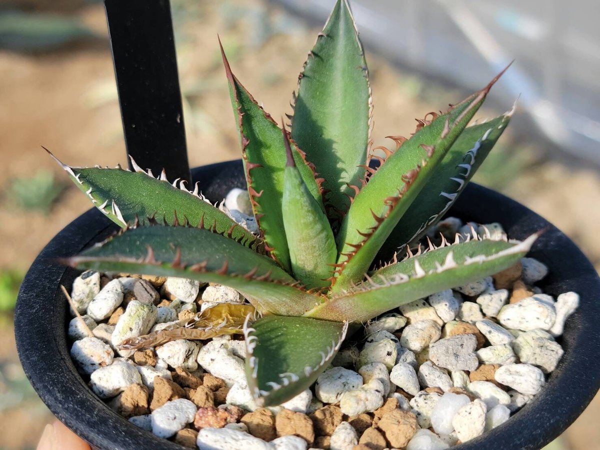 趣 agave horrida dwarf | カトーエンゲー