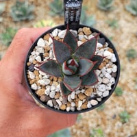 agave parryi 'j.c.'s shadow' | カトーエンゲー