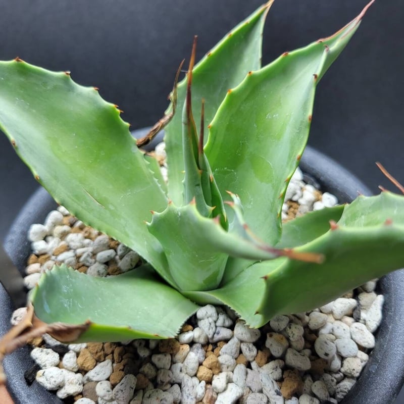 ovatifolia 'Cameo' オバティフォリア カメオ 美株 agave ovatifolia cameo | カトーエンゲー