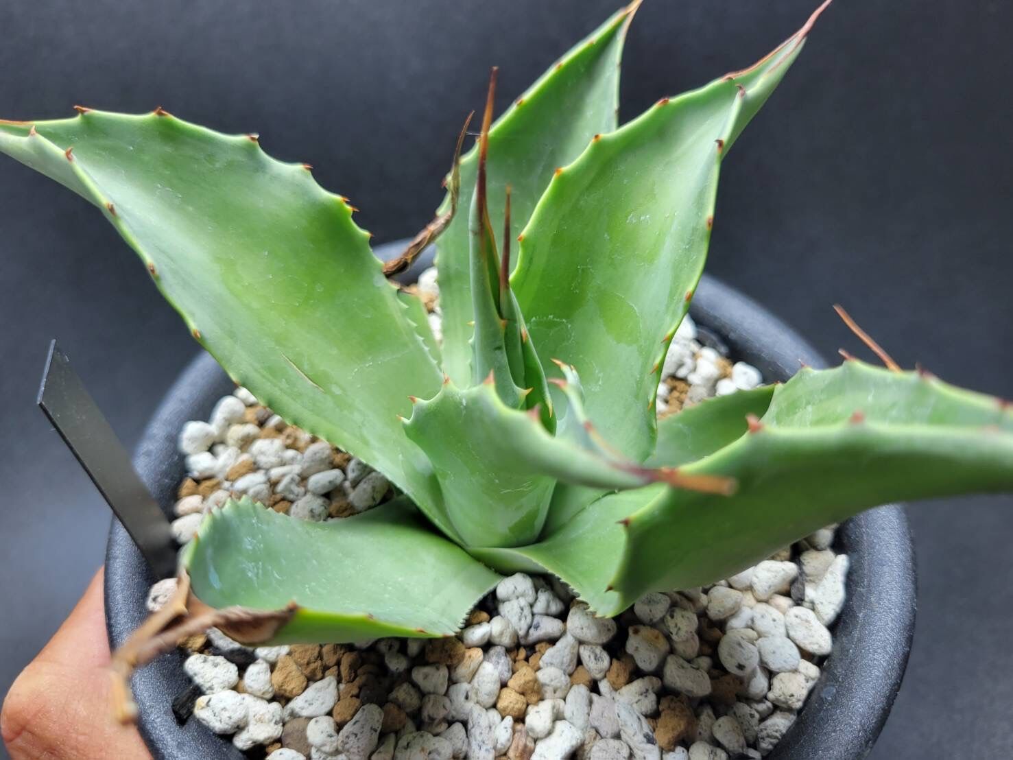 ovatifolia 'Cameo' オバティフォリア カメオ 美株 agave ovatifolia cameo | カトーエンゲー
