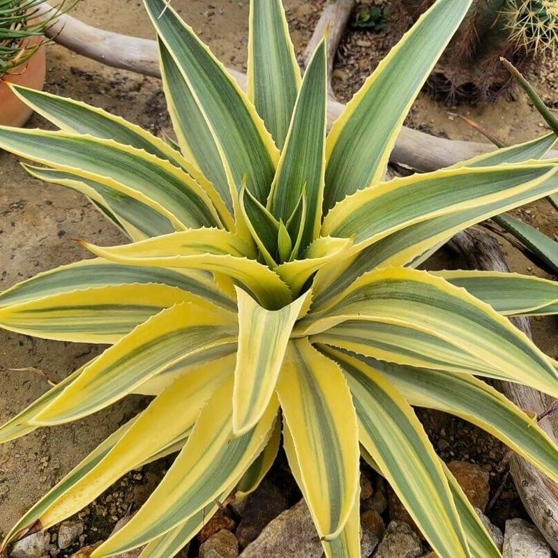 agave desmettiana 雪月花④ | カトーエンゲー agave desmettiana 雪月花④ | カトーエンゲー