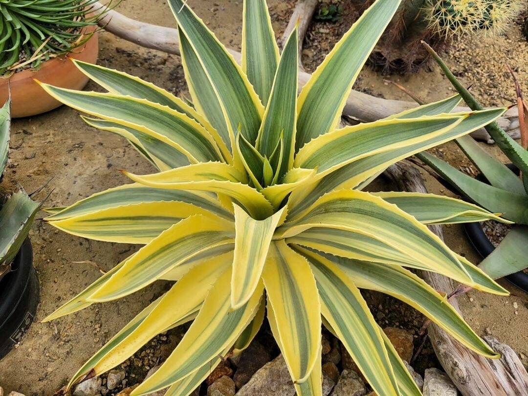 極美 デスメティアーナ 総柄縞斑 アガベ 【公式通販】