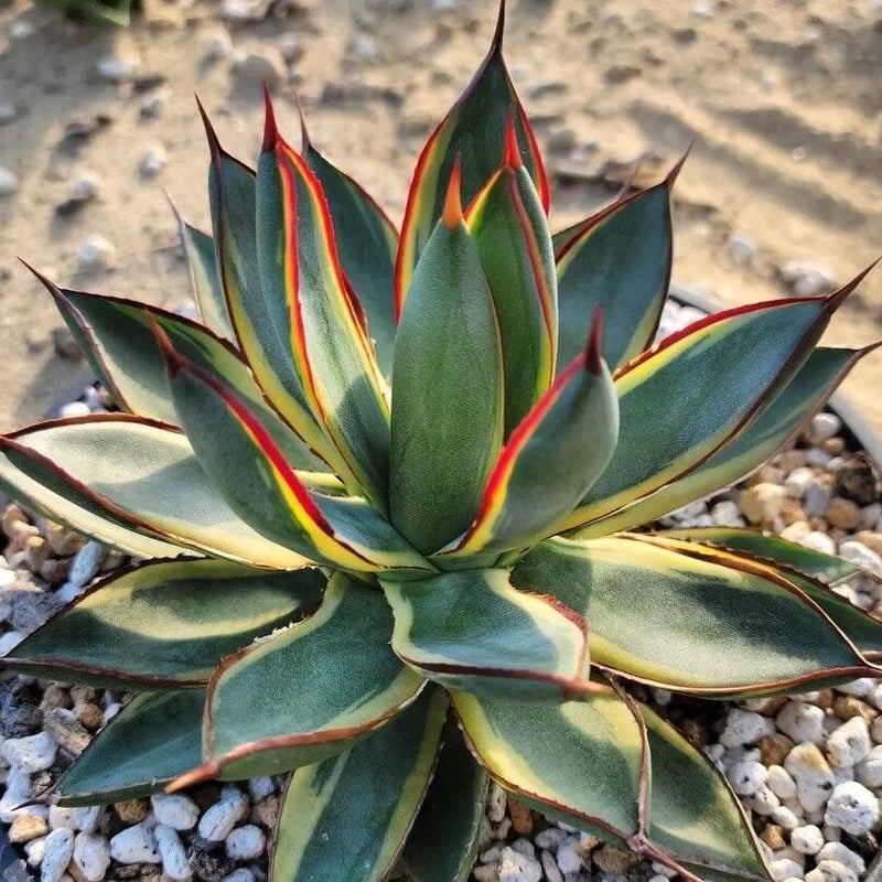 agave burnt burgundy variegata小 | カトーエンゲー