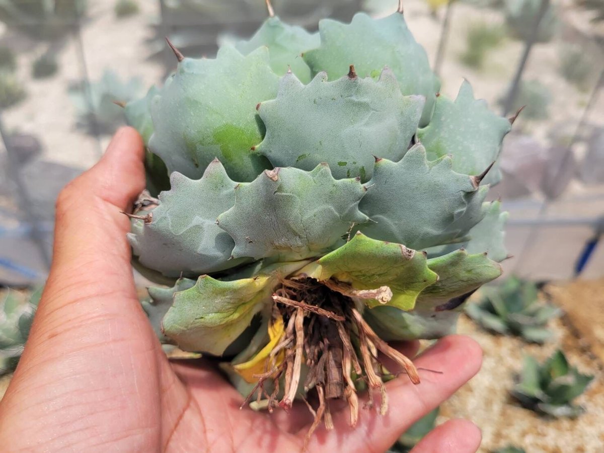 イシスメンシス インランドフォームisthmensis inland form アガベ