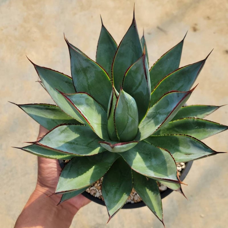 ブルーグロー　アガベ アガベ ブルーグロー Agave 'Blue Glow' no.32901 | 芽の巣山