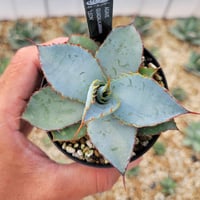 アガベ パリー トランカータ ハンティントン | カトーエンゲー