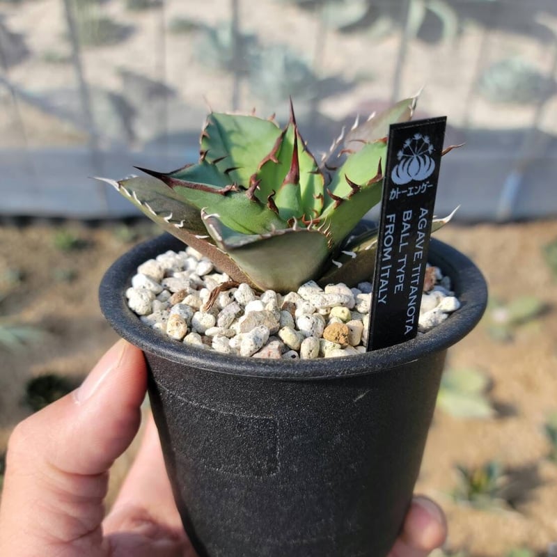 趣 agave titanota ball type小② | カトーエンゲー