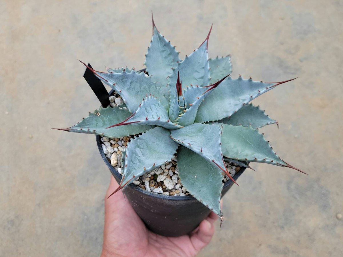 アガベ　ビッグスカイ　希少！！ fit=scale-down,w=1200