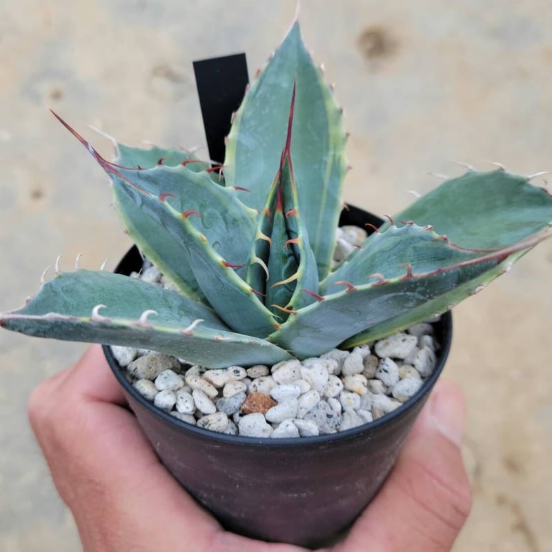 アガベ パラサナ・ファイヤーボール　大株 Yahoo!オークション - アガベ パラサナ ファイヤーボール Agave