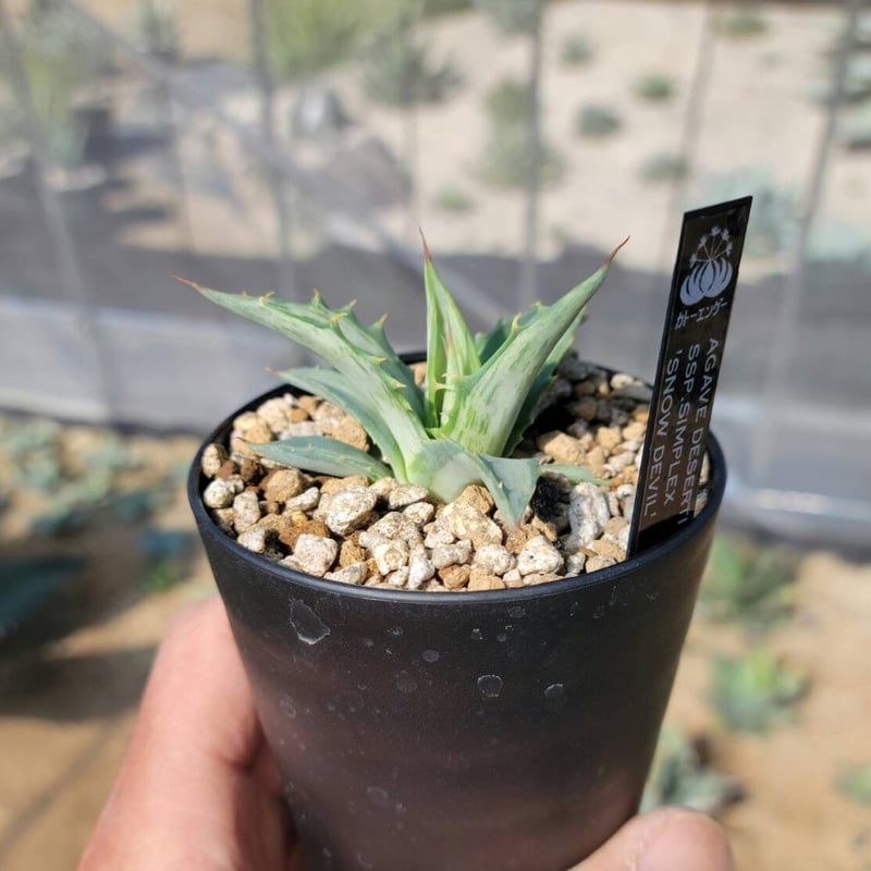 agave deserti ssp.simplex snow devil | カトーエンゲー