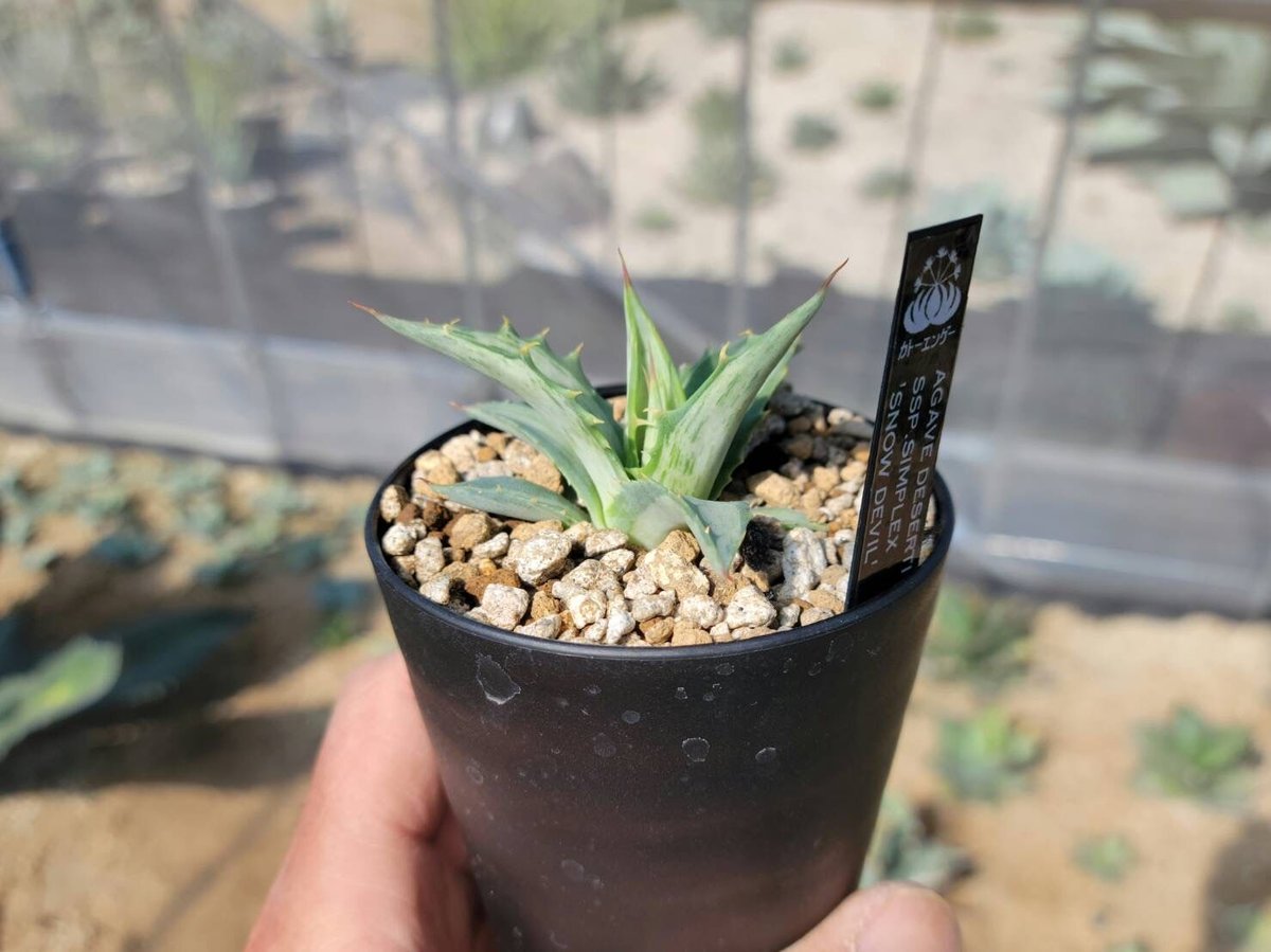 agave deserti ssp.simplex snow devil | カトーエンゲー