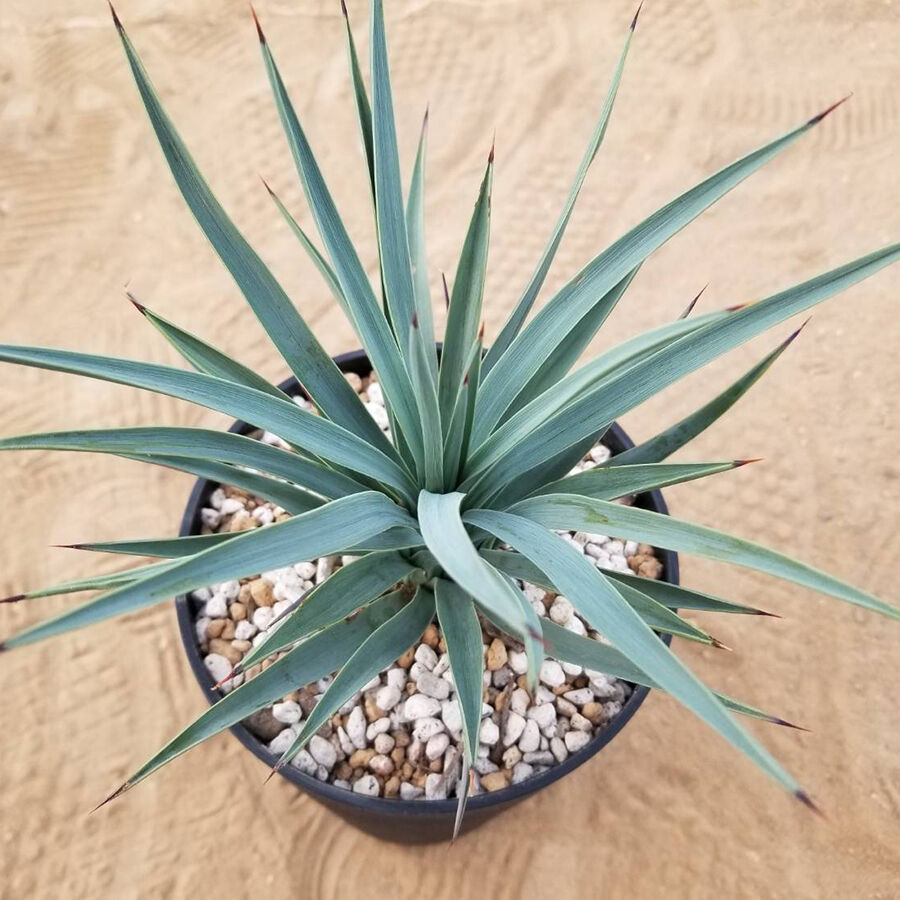 takenet様　ユッカ 81oAqfWGFrL._AC_SY200_QL15_.jpg