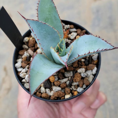 アガベグアダラハラナ | STORES