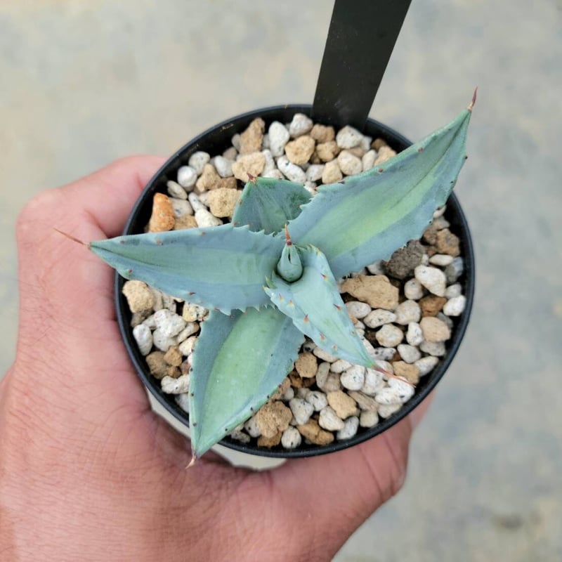 アガベ アメリカーナ エクスパンサメディオピクタ | カトーエンゲー