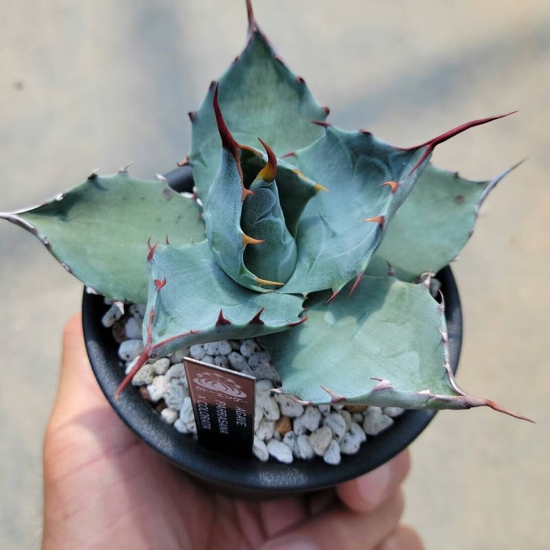 アガベ パラサナ×コロラータ | カトーエンゲー