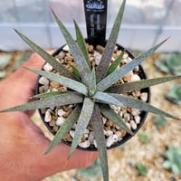 アガベ Agave parryi 'J.C.'s Shadow' 116 Agave parryi J.C.'s Shadow | J.C.'s Shadow Century Plant