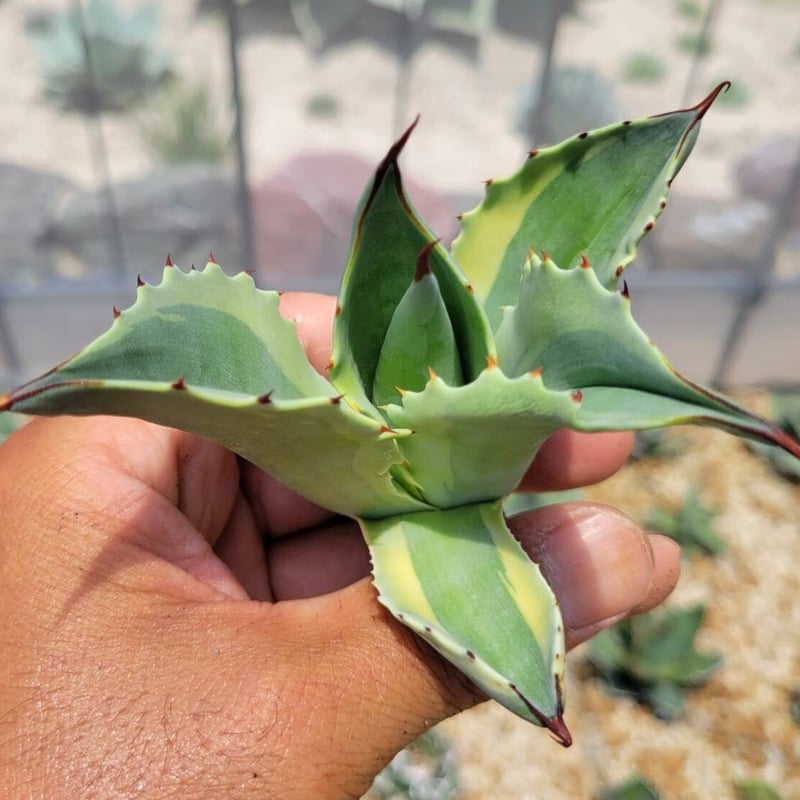 agave ovatifolia orca2 | カトーエンゲー agave ovatifolia orca2 | カトーエンゲー