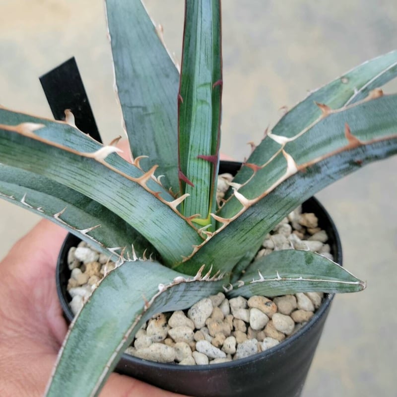 アガベ キシロナカンサ ブルー | カトーエンゲー