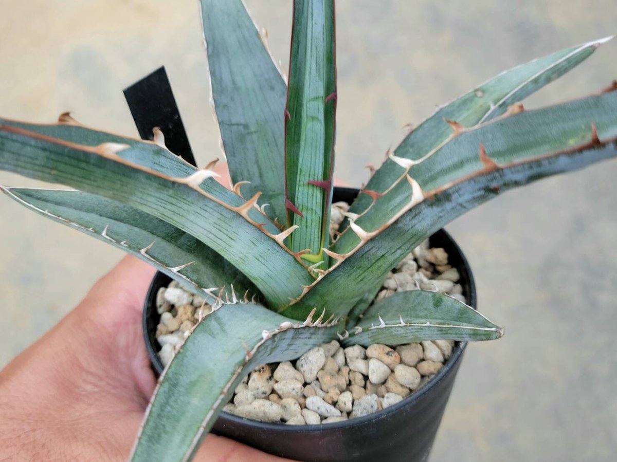 キシロナカンサ　大株　約80cm fit=scale-down,w=1200