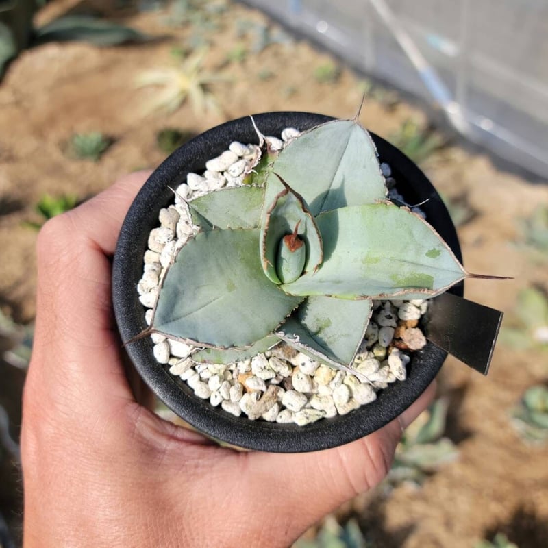 趣 agave titanota white ice smooth edge | カトーエンゲー