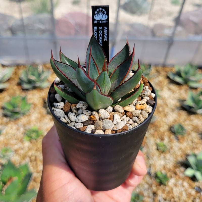 現品】アガベ・スノーグロー Agave hyb.'Snow Grow'8号KP