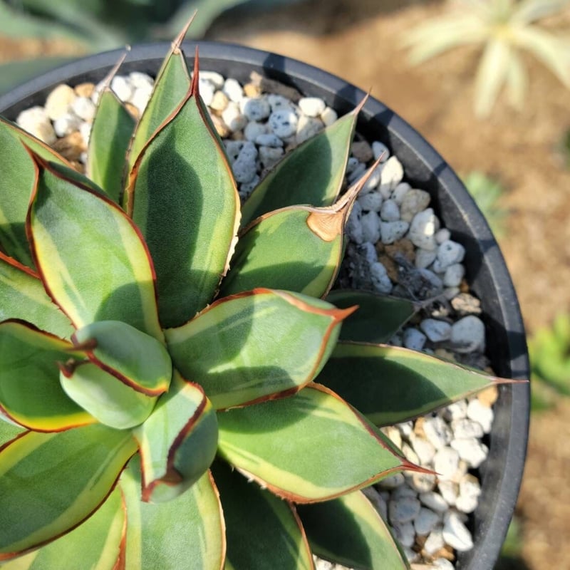 agave burnt burgundy variegata大 | カトーエンゲー