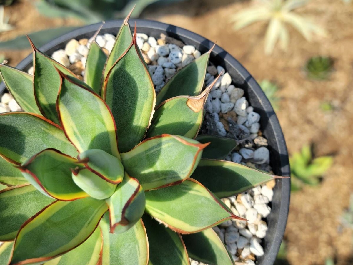 agave burnt burgundy variegata大 | カトーエンゲー agave burnt burgundy variegata大 | カトーエンゲー