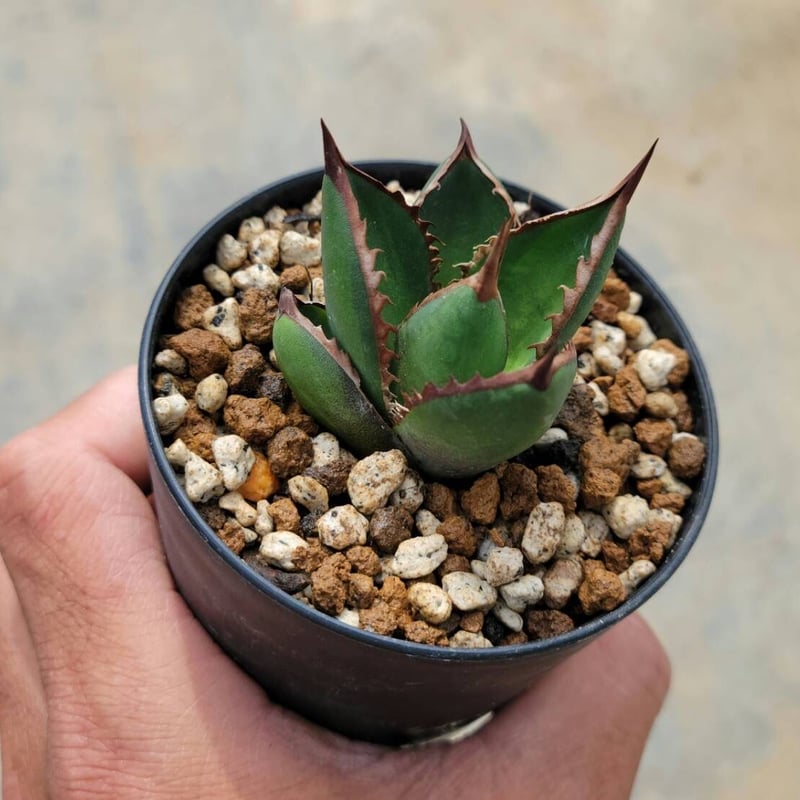 アガベジェスブレイティ中斑 | カトーエンゲー