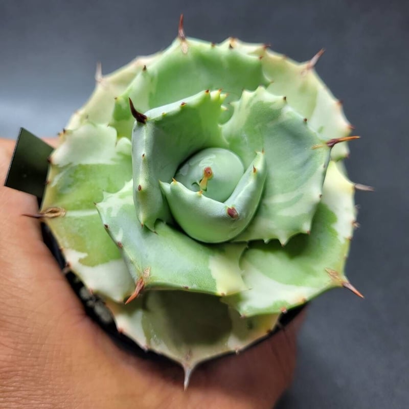 agave 王妃雷神錦(白覆輪) | カトーエンゲー