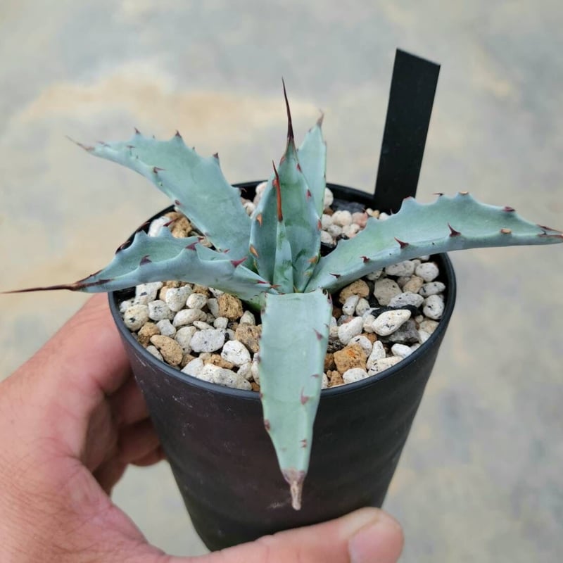 アガベ コロラータ レオ | カトーエンゲー