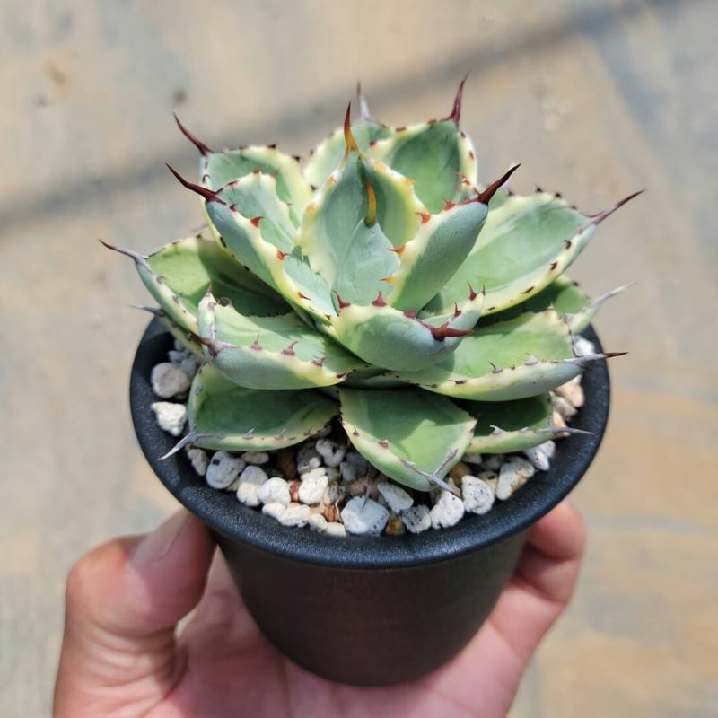 アガベ 吉祥冠錦 | カトーエンゲー