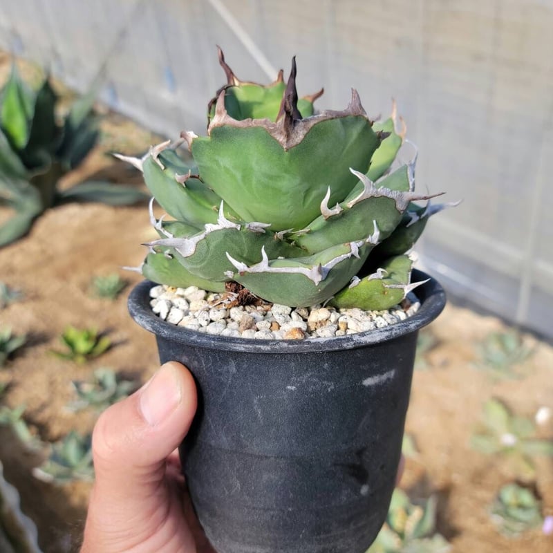 Agave titanota Compacta 観葉植物 Agave titanota 'Compacta' 生育記録 Vol.1 （2021年2月〜2022年