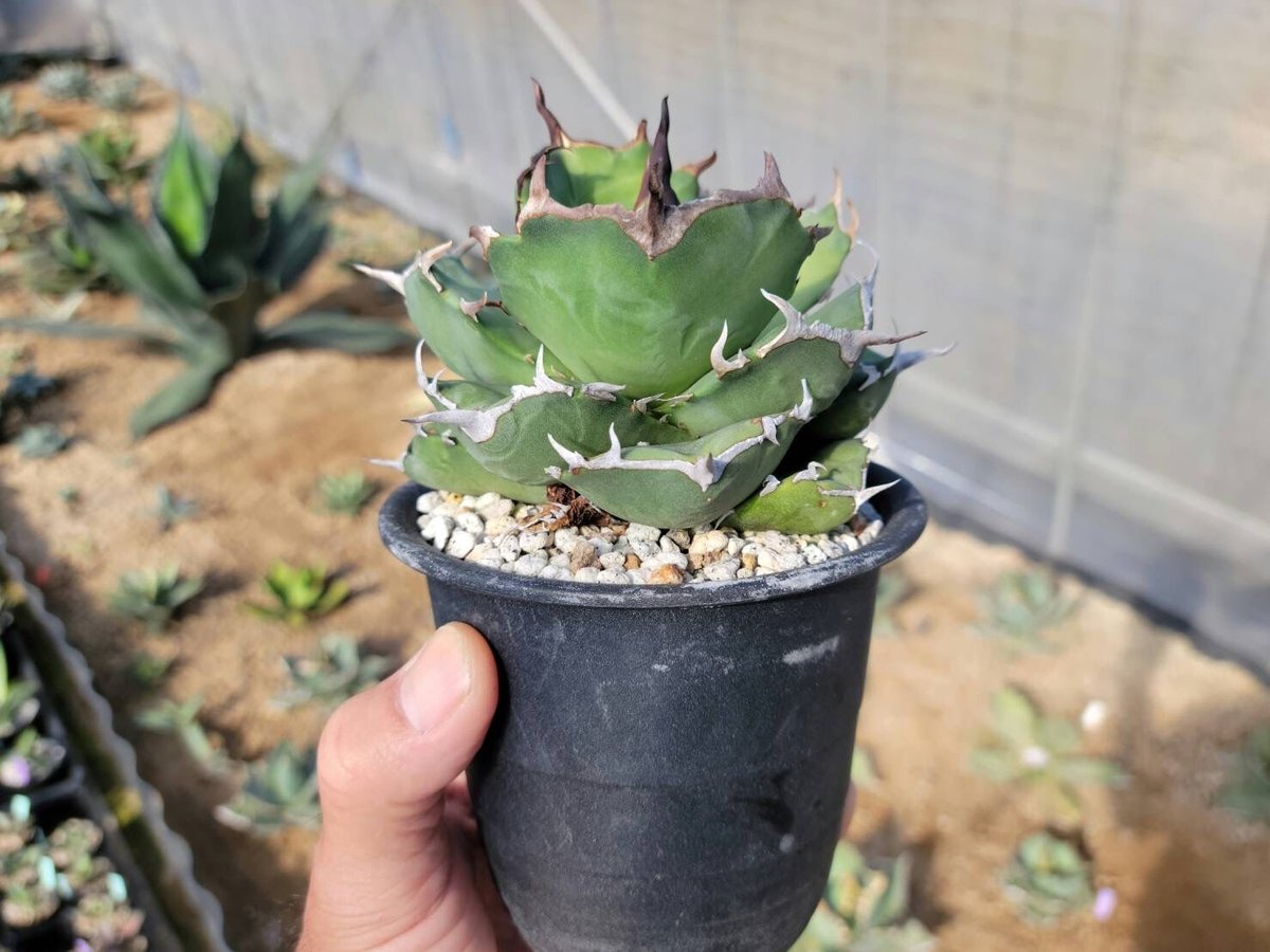 趣 agave titanota fo-076 compacta G.G.③ | カトーエンゲー