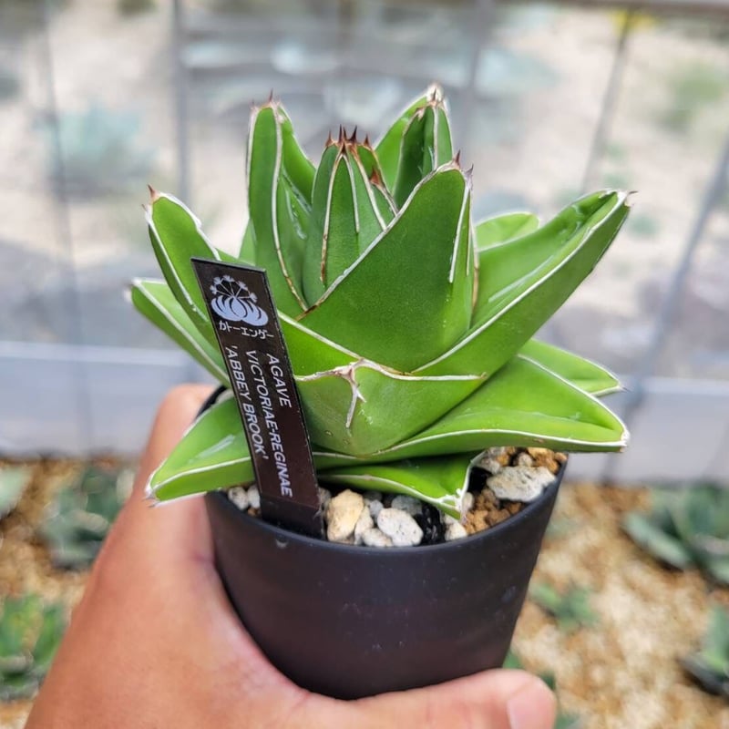 agave victoriae-reginae 'abbey brook' | カトーエンゲー