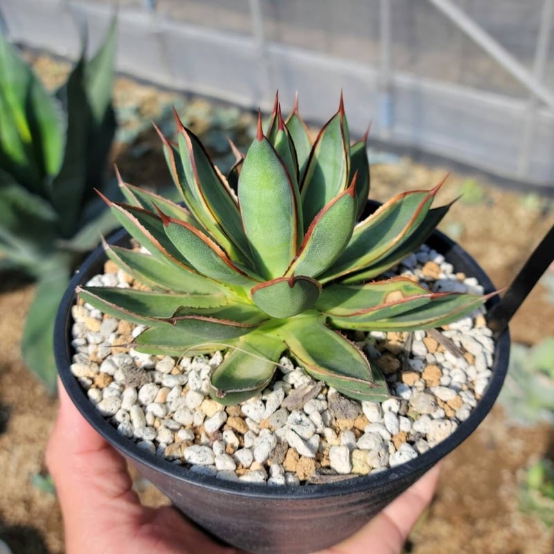 agave burnt burgundy variegata大 | カトーエンゲー